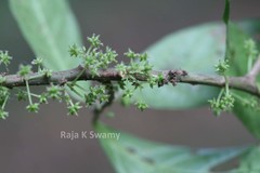 Villebrunea integrifolia